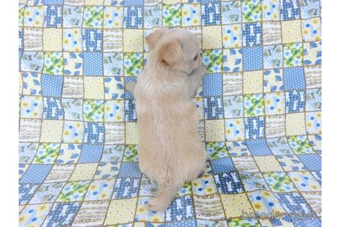 成約済の千葉県のチワワ(ロングコート)-159384の3枚目